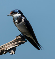 Hirondelle à gorge blanche,.Hirundo albigularis, White throated Swallow © JAG IMAGES