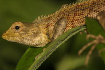 Oriental garden lizard brown in color with red spots resting on a green leaf . Profile of garden fence lizard staring at the camera in a green background.