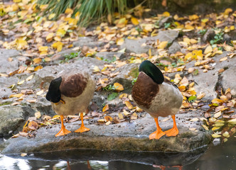The submersible duck in the pond