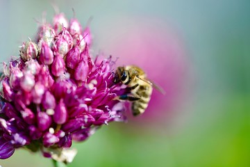 Bee on Allium sphaerocephalon