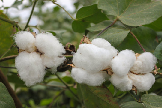 cotton plants with mature bolls are ready for harvest, organic cotton with green leaves in the background. 
