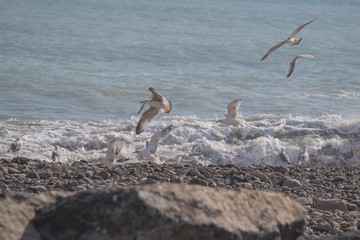hundrets of flying gulls at The Black Sea Batumi. Swarm of sea gulls flying close to the beach in sunny weather