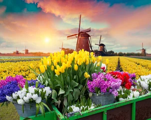 Foto auf Acrylglas Dramatic spring scene on the tulip farm. Colorful sunset in Netherlands, Europe. © kishivan