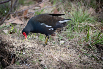 Gallinule poule d'eau