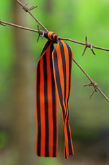 St. George's ribbon hanging on barbed wire close-up
