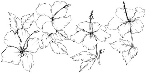 Vector Hibiscus floral botanical flower. Black and white engraved ink art. Isolated hibiscus illustration element.