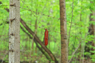 St. George's ribbon hanging on barbed wire