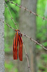 St. George's ribbon hanging on barbed wire close-up
