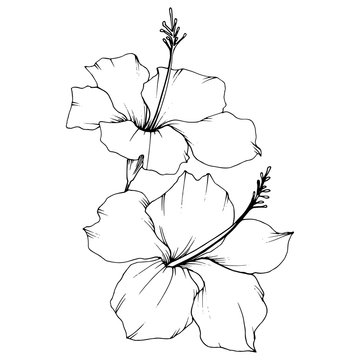 recommend clip art: Vector Hibiscus floral botanical flower. Black and white engraved ink art. Isolated hibiscus illustration element.