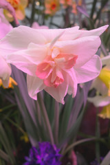 Obraz na płótnie Canvas Blooming Narcissus Pink Charm