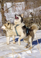 chiens de traineau - meute de huskys sibériens