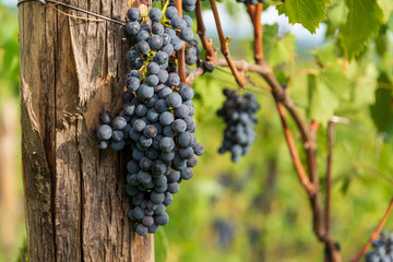 Saftige Rotweintrauben am Weinstock kurz vor der Ernte auf einem Weingut in der Nähe von Siena im Chianti classico Gebiet