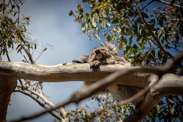 Fototapeta premium Sleeping Koala