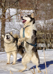 chiens de traineau - huskys