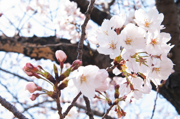 Scientific name is Cerasus ×yedoensis (Matsum.) Masam. & Suzuki ‘Somei-yoshino. 