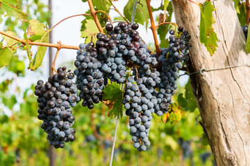 Saftige Rotweintrauben am Weinstock kurz vor der Ernte auf einem Weingut in der Nähe von Siena im Chianti classico Gebiet