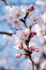 Scientific name is Cerasus ×yedoensis (Matsum.) Masam. & Suzuki ‘Somei-yoshino. 