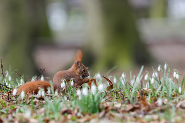 A BEAUTIFUL SQUIRREL - Small clever red animal in a spring city park