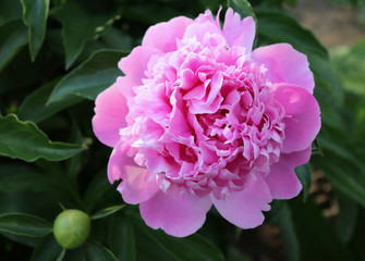 Picture showing a close-up of pink peony flowers blurred background. The peony or paeony is a flowering plant in the genus Paeonia, the only genus in the family Paeoniaceae.