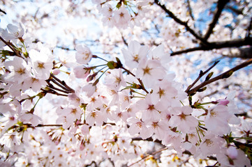 Scientific name is Cerasus ×yedoensis (Matsum.) Masam. & Suzuki ‘Somei-yoshino. 