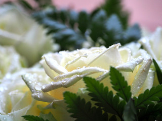 A white rose for any celebration 