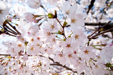 Scientific name is Cerasus ×yedoensis (Matsum.) Masam. & Suzuki ‘Somei-yoshino. 