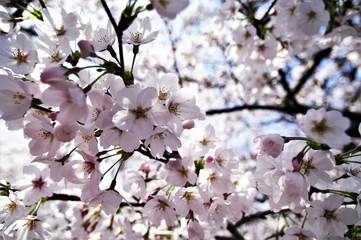 Scientific name is Cerasus ×yedoensis (Matsum.) Masam. & Suzuki ‘Somei-yoshino. 
