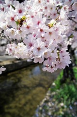 Scientific name is Cerasus ×yedoensis (Matsum.) Masam. & Suzuki ‘Somei-yoshino. 