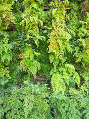 green fresh of Delta maidenhair fern in the garden