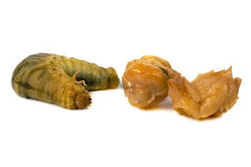 Larva of dung beetle isolate on white