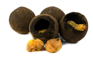 Larva of dung beetle and a dung ball isolate on white