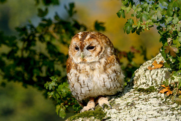 Tawny Owl (Strix aluco) sitting in an oak tree in autumn in Wales, UK