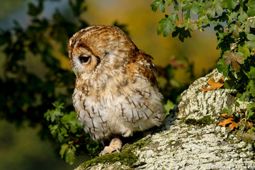 Tawny Owl (Strix aluco) sitting in an oak tree in autumn in Wales, UK