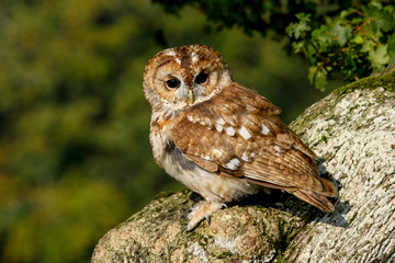 Tawny Owl (Strix aluco) sitting in an oak tree in autumn in Wales, UK