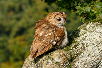 Tawny Owl (Strix aluco) sitting in an oak tree in autumn in Wales, UK