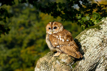Tawny Owl (Strix aluco) sitting in an oak tree in autumn in Wales, UK