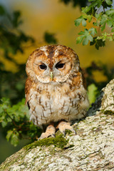 Tawny Owl (Strix aluco) sitting in an oak tree in autumn in Wales, UK