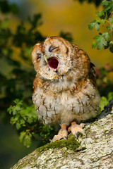 Tawny Owl (Strix aluco) sitting in an oak tree in autumn in Wales, UK