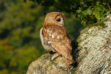 Tawny Owl (Strix aluco) sitting in an oak tree in autumn in Wales, UK