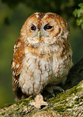 Tawny Owl (Strix aluco) sitting in an oak tree in autumn in Wales, UK