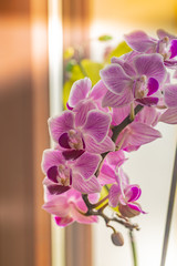 Spike of pink cymbidium orchids growing indoors
