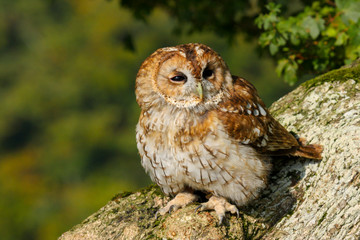 Tawny Owl (Strix aluco) sitting in an oak tree in autumn in Wales, UK