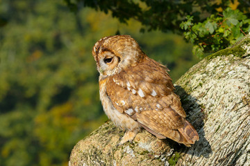 Tawny Owl (Strix aluco) sitting in an oak tree in autumn in Wales, UK