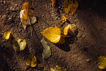 yellow leaves of poplar lies on autumn ground