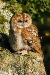 Tawny Owl (Strix aluco) sitting in an oak tree in autumn in Wales, UK