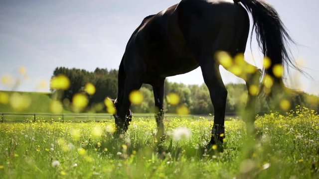 Braunes Pferd istt Gras auf einer Wiese im Sommer
