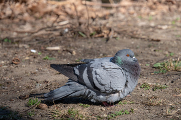 Obraz premium Taube am Boden