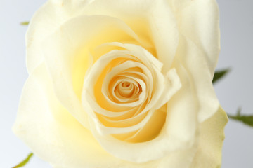 Beautiful rose flower on white background, closeup