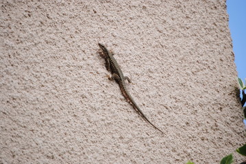 Lézard