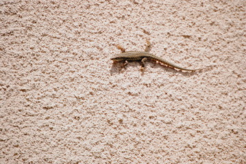 Lézard